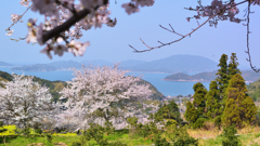 糸島　ゆらりんこ橋2022-6　桜と玄界灘
