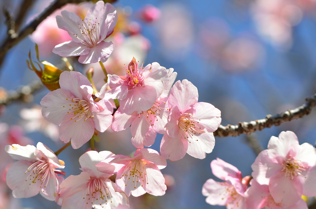 白野江2022　2月-3　桜