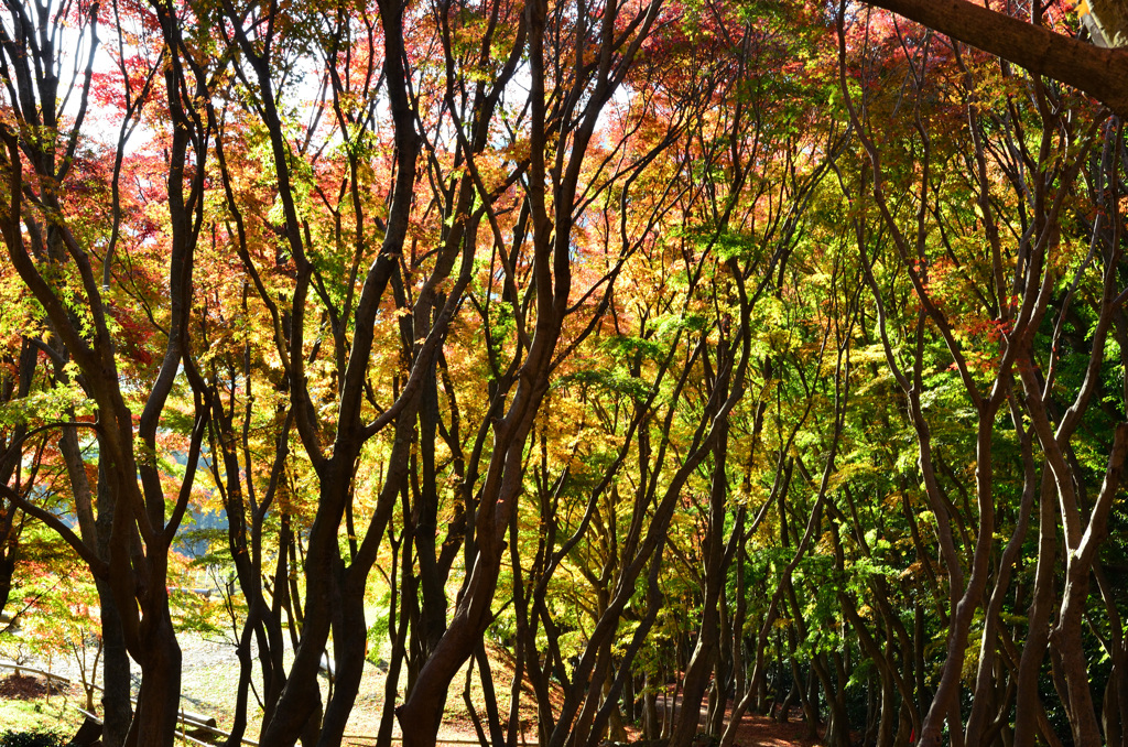 河内藤園2018　11月広葉樹の道4