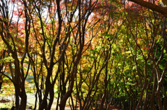 河内藤園2018　11月広葉樹の道4