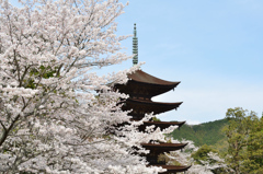瑠璃光寺2021　3月-3　桜と五重塔①
