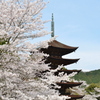 瑠璃光寺2021　3月-3　桜と五重塔①