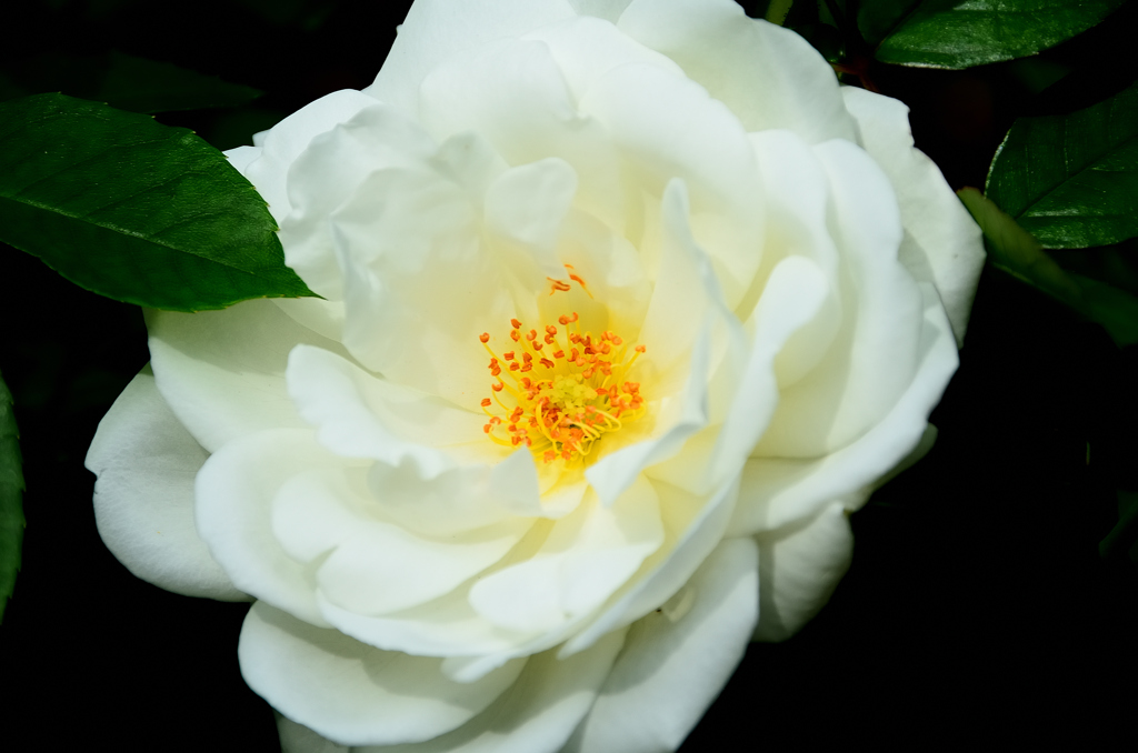 農事センター2020　5月-3　薔薇　アイスバーグ