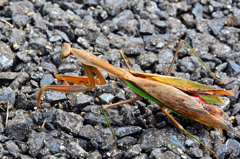 はまゆう公園2020　秋-2　カマキリ