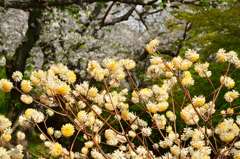 白野江2021　3月　ミツマタと桜