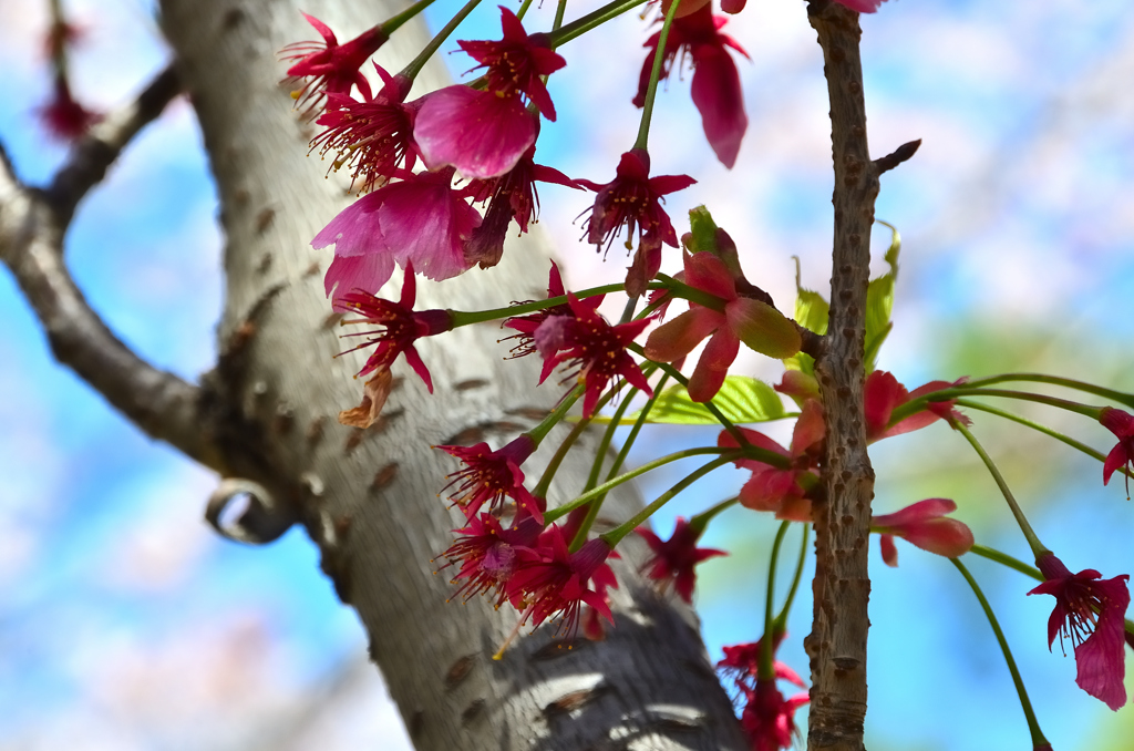 小倉城2022　4月　桜　陽光