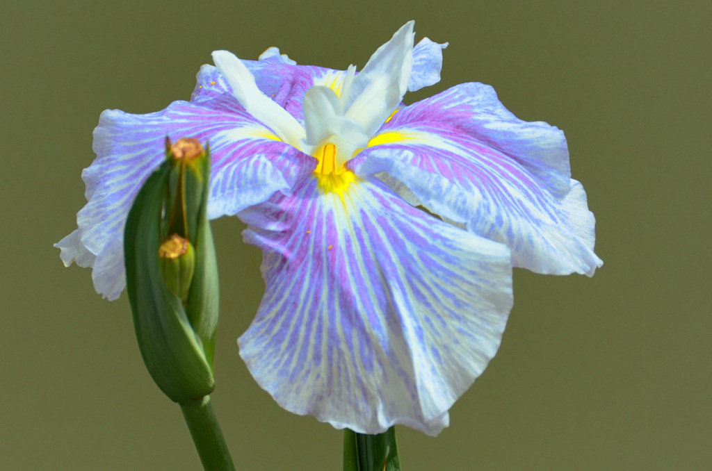 太宰府天満宮2018-2　6月　菖蒲池　花菖蒲③