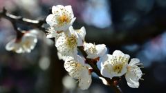 舞鶴公園2023　2月-4　白梅②