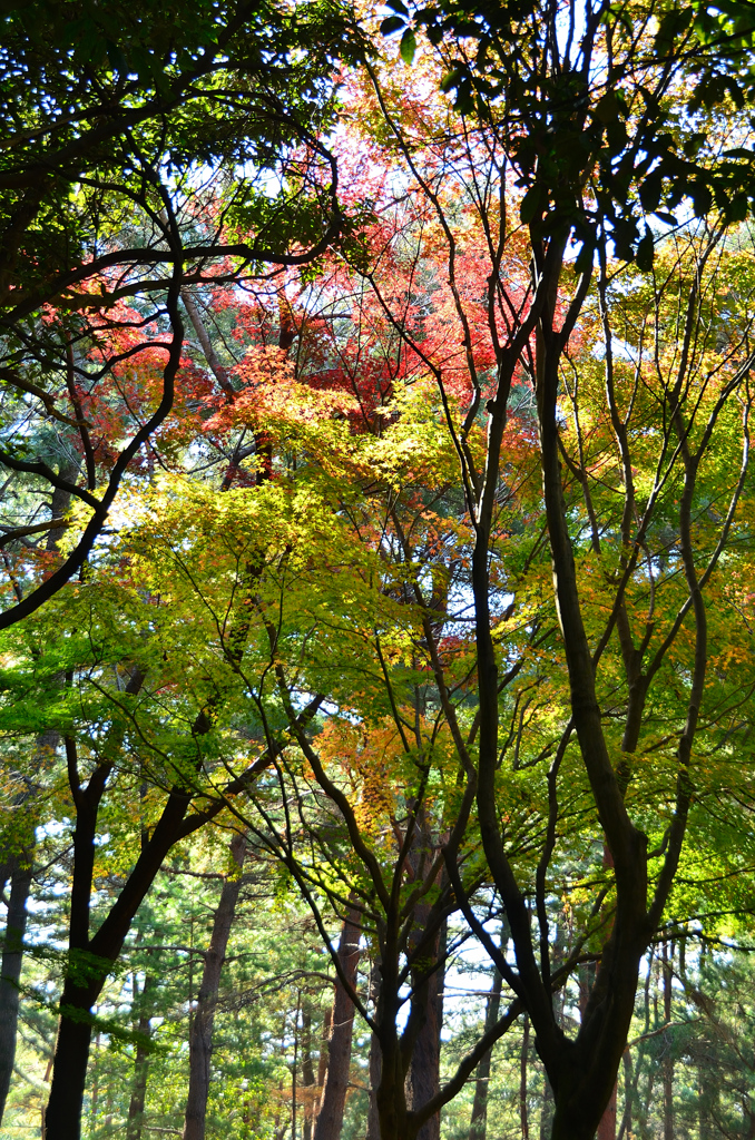 足立公園2020　11月-2　紅葉の始まり④