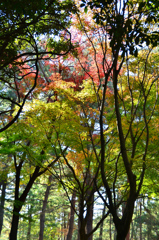 足立公園2020　11月-2　紅葉の始まり④
