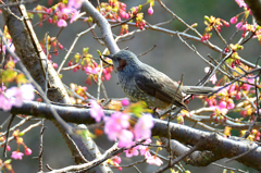 白野江2020　2月-4　寒桜とヒヨドリ②