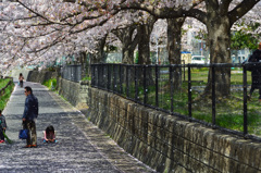 徳力2020　志井川　花吹雪