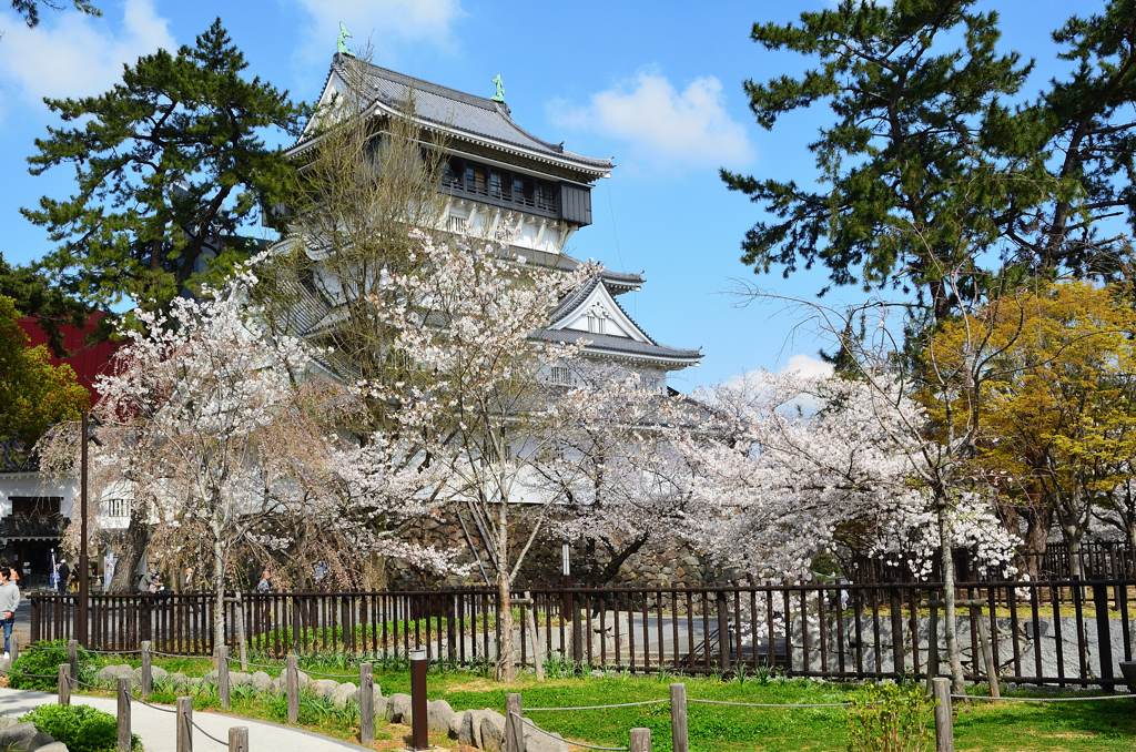 小倉城2021　3月　桜と天守④