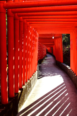 福徳稲荷神社2024　2月-01　千本鳥居②