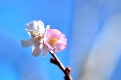 白野江2022　1月-9　桜　アーコレード