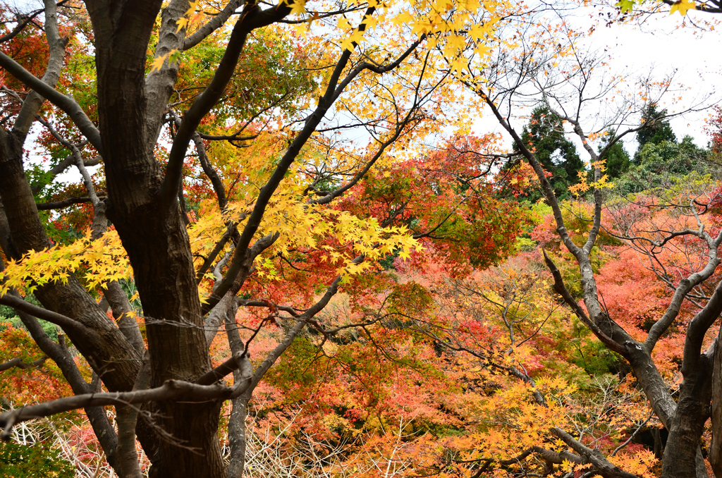 河内藤園2021　11月　紅葉の路の外から