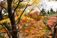 河内藤園2021　11月　紅葉の路の外から