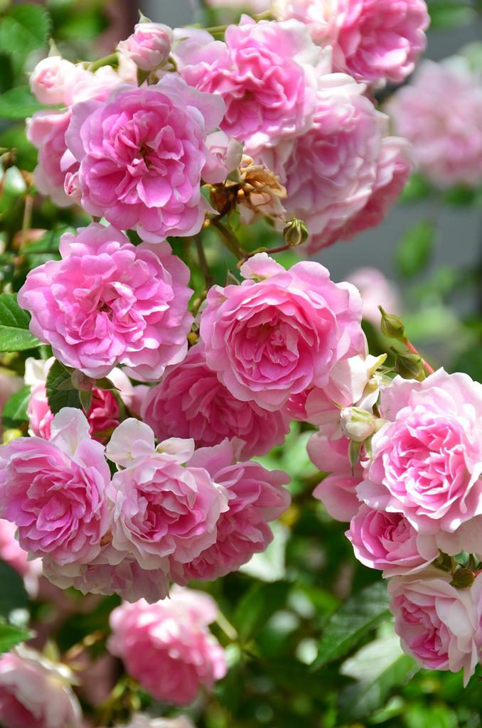 バルコニー2021　5月　薔薇②