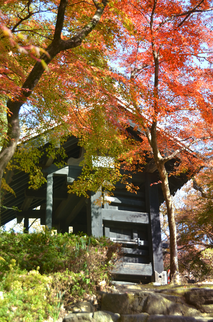 秋月2021　11月-1　黒門③