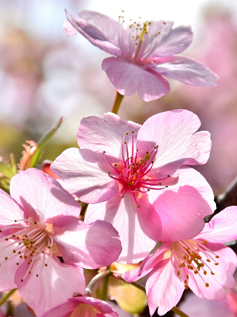 白野江2021　2月-7　河津桜②