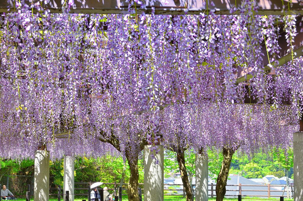 吉祥寺公園2019　4月　藤棚