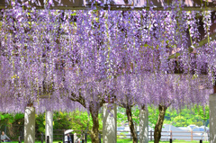 吉祥寺公園2019　4月　藤棚