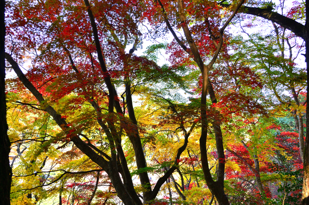 御霊もみじ2022　11月-1　紅葉