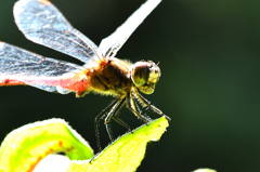 白野江2023 秋-3 マユタテアカネ② 白野江2023 秋-3 マユタテアカネ②