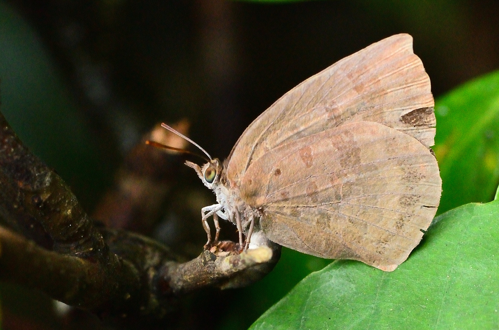 白野江2021　7月-4　蝶　ムラサキシジミ