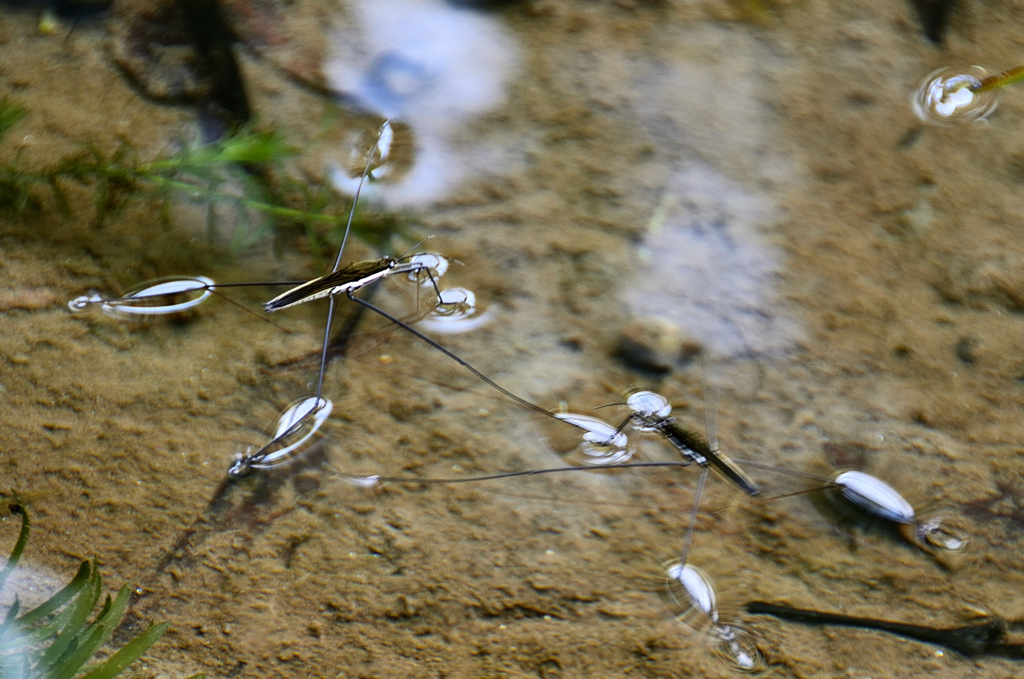 白野江2020　7月　アメンボ②