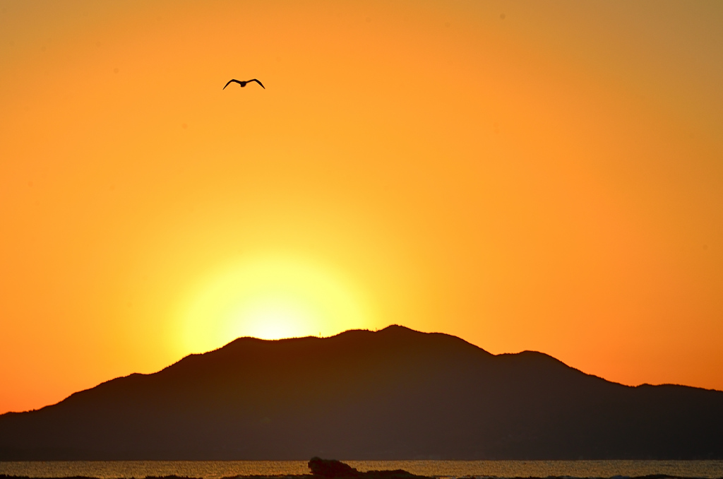 狩尾岬2020　12月-2　カモメと夕焼け
