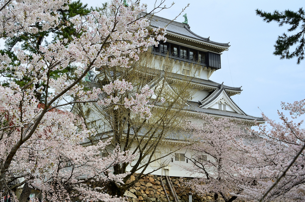 小倉城2022　3月　天守と桜