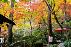 大興善寺2021　11月-2　契園　紅葉と野点傘