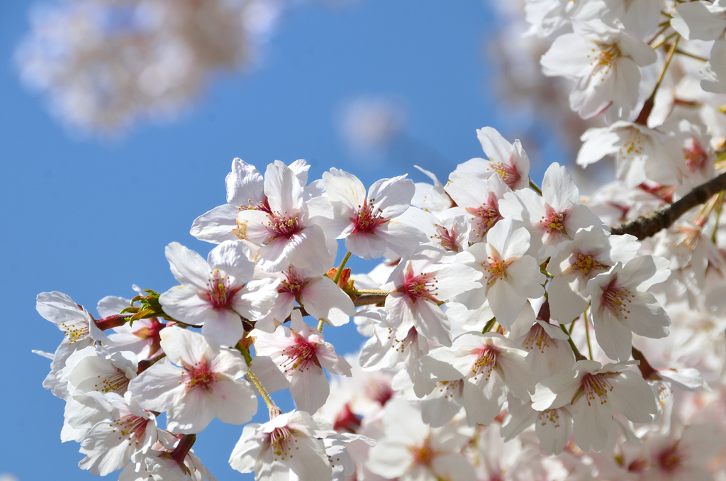 足立公園2022　4月-1　青空にソメイヨシノ