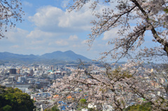 足立公園2019　4月　桜＆皿倉山