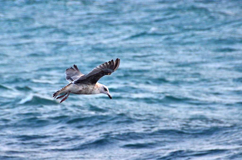 鐘岬2021　2月-7　海鳥