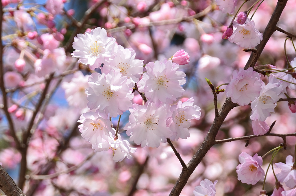 小倉城内2020　4月　桜　舞姫