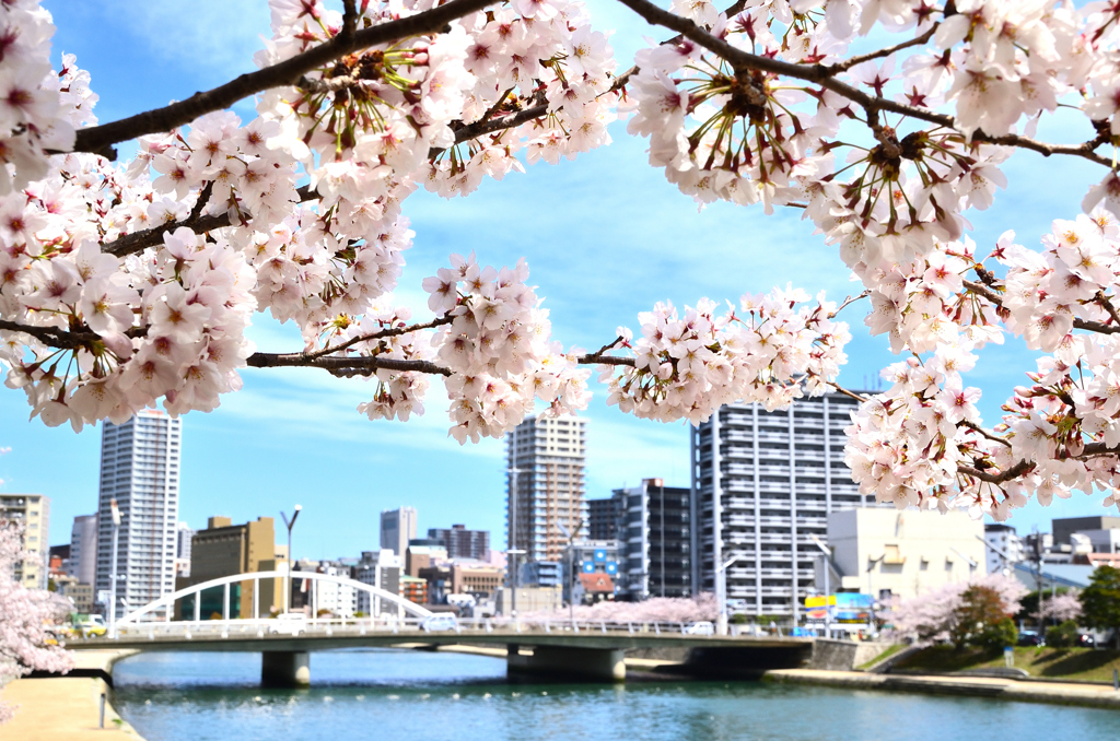 紫川2022　4月-2　桜と風の橋
