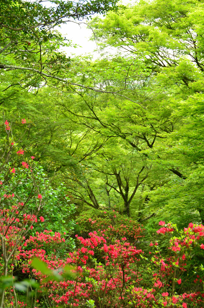 御船山楽園2019-3　4月　青もみじ＆久留米ツツジ