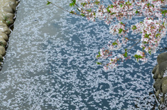 徳力2018　桜の小川4