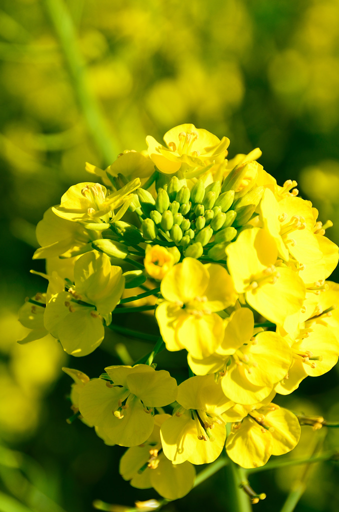 能古島2020　菜の花⑥