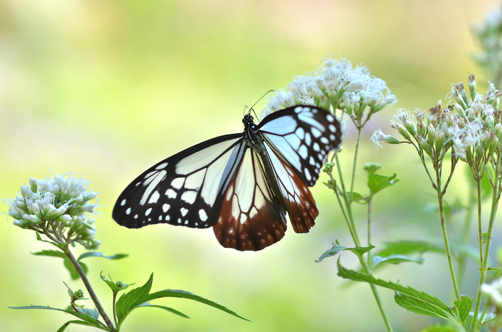 白野江2021　10月-03　アサギマダラ①