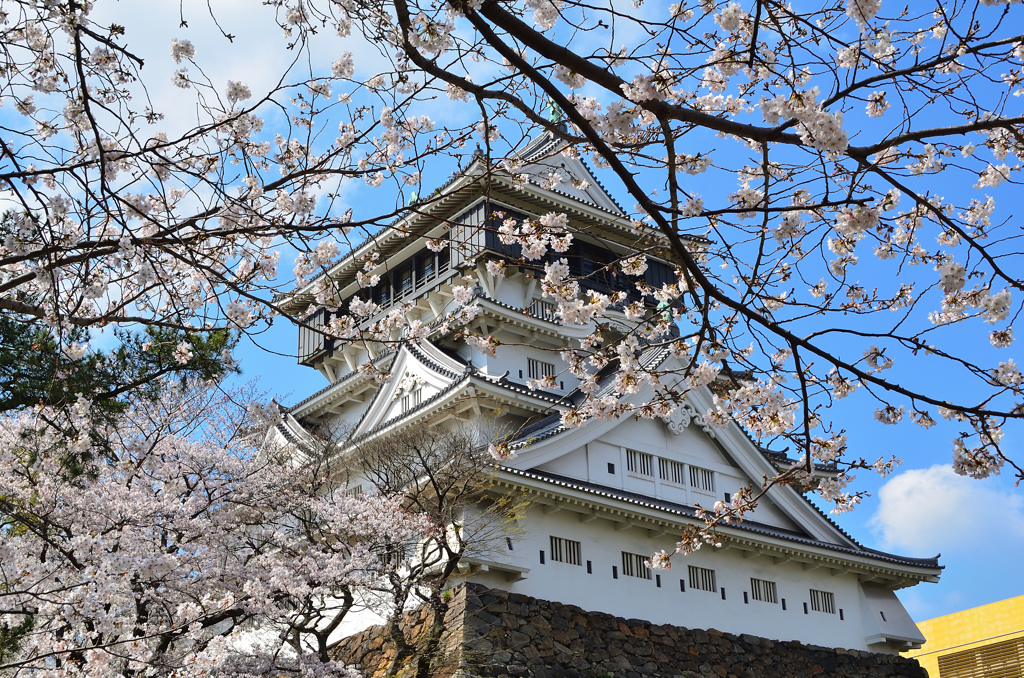 小倉城2021　3月　桜と天守②
