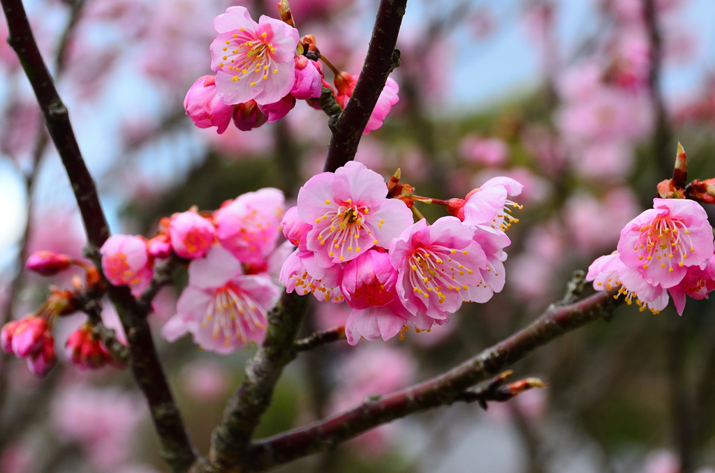 鎮國寺2021　2月　あたみ桜