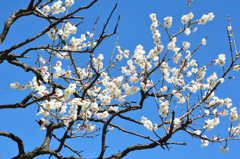 舞鶴公園2023　2月-4　白梅①