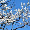 舞鶴公園2023　2月-4　白梅①
