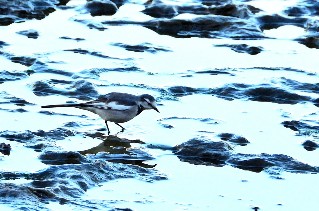 狩尾岬2020　冬　千畳敷のセキレイ①