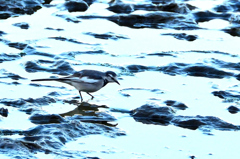 狩尾岬2020　冬　千畳敷のセキレイ①