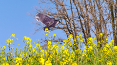 長崎鼻2025　3月-01　洋凧の見える風景
