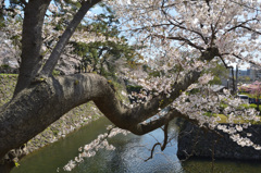 小倉城2019　桜と堀